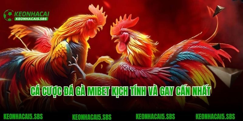Cá cược đá gà Mibet kịch tính và gay cấn nhất